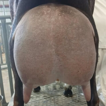 Baylee's Udder